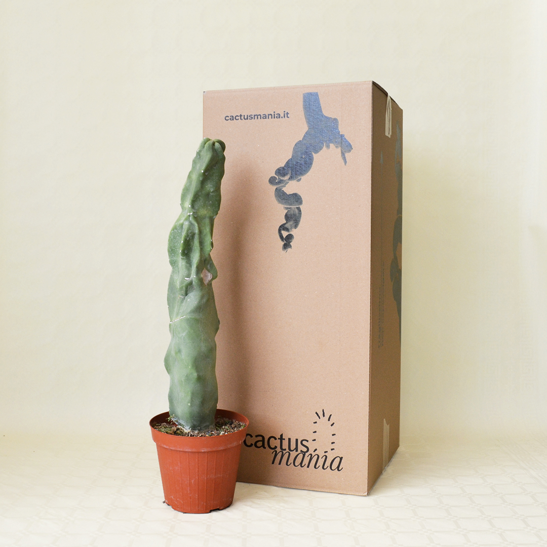 Lophocereus schottii inermis vaso 20