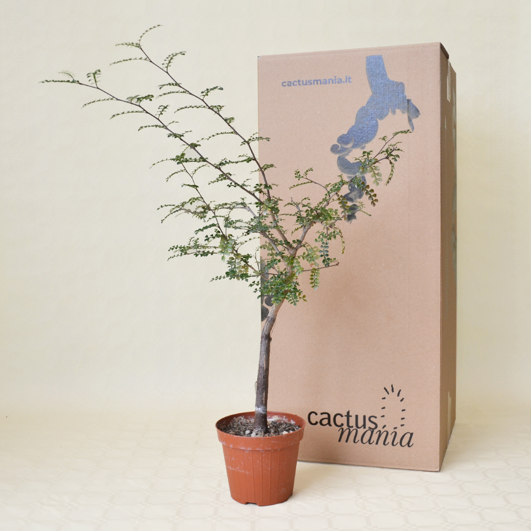 Operculicarya decaryi vaso Ø 12