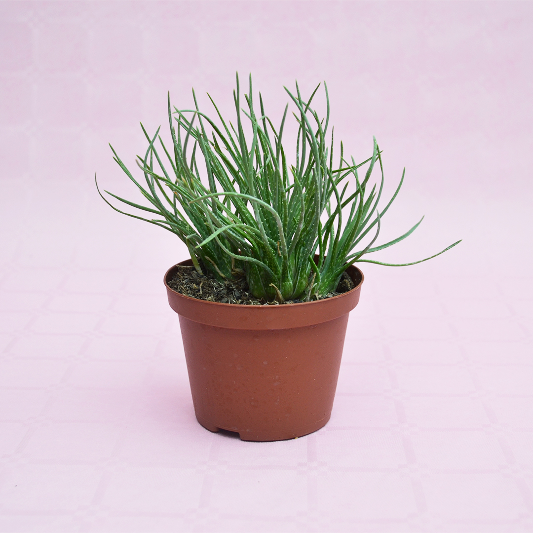 Aloe bowiea vaso 10,5