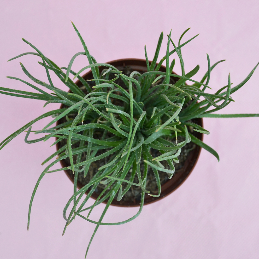 Aloe bowiea vaso 10,5