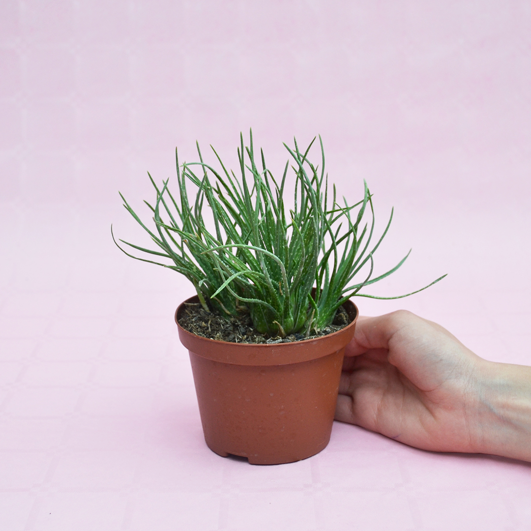 Aloe bowiea vaso 10,5