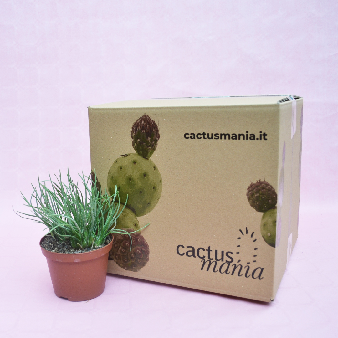 Aloe bowiea vaso 10,5