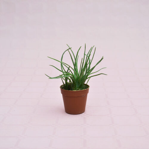 Aloe bowiea vaso 5,5