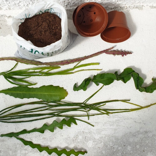 Cactuschool collezione talee epiphyllum e rhipsalis