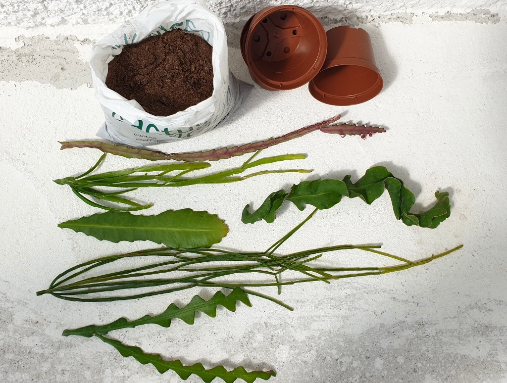 Cactuschool collezione talee epiphyllum e rhipsalis