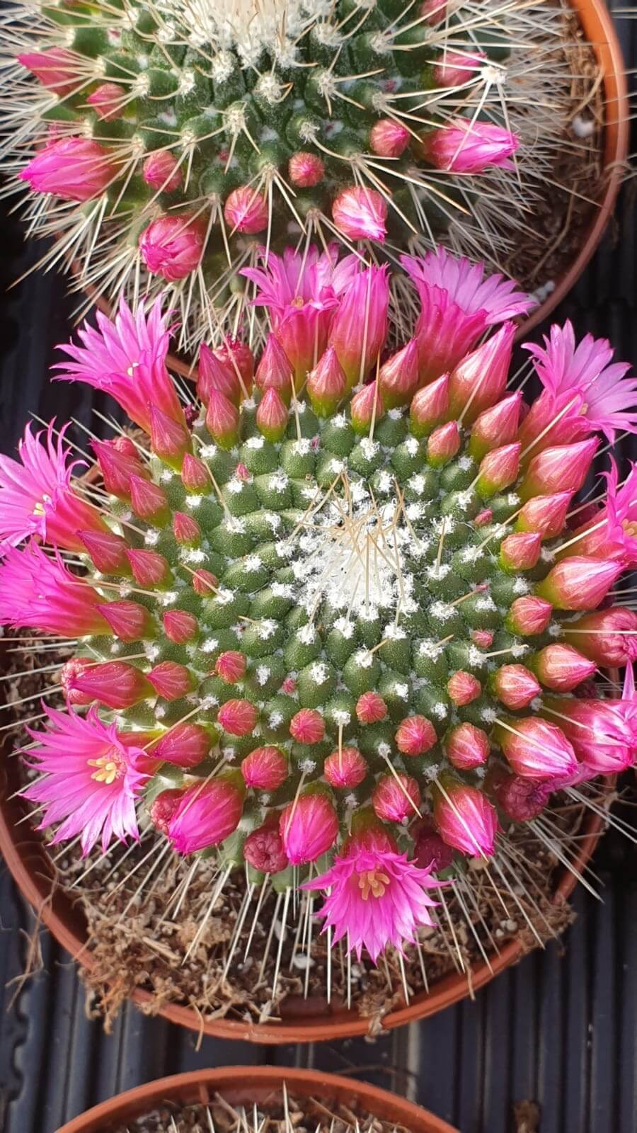 Collezione 10 Cactus Fioriti