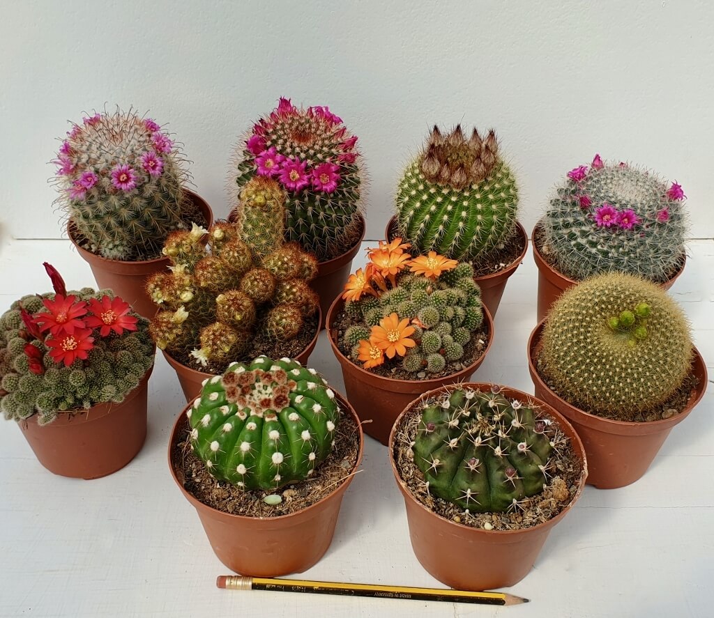Set 10 cactus fioriti Ø 10,5 cm