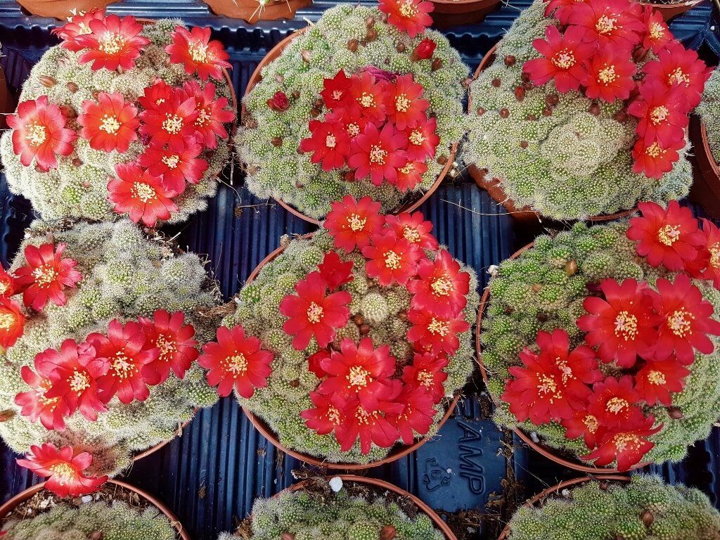 Collezione cactus fioriti 4 piante