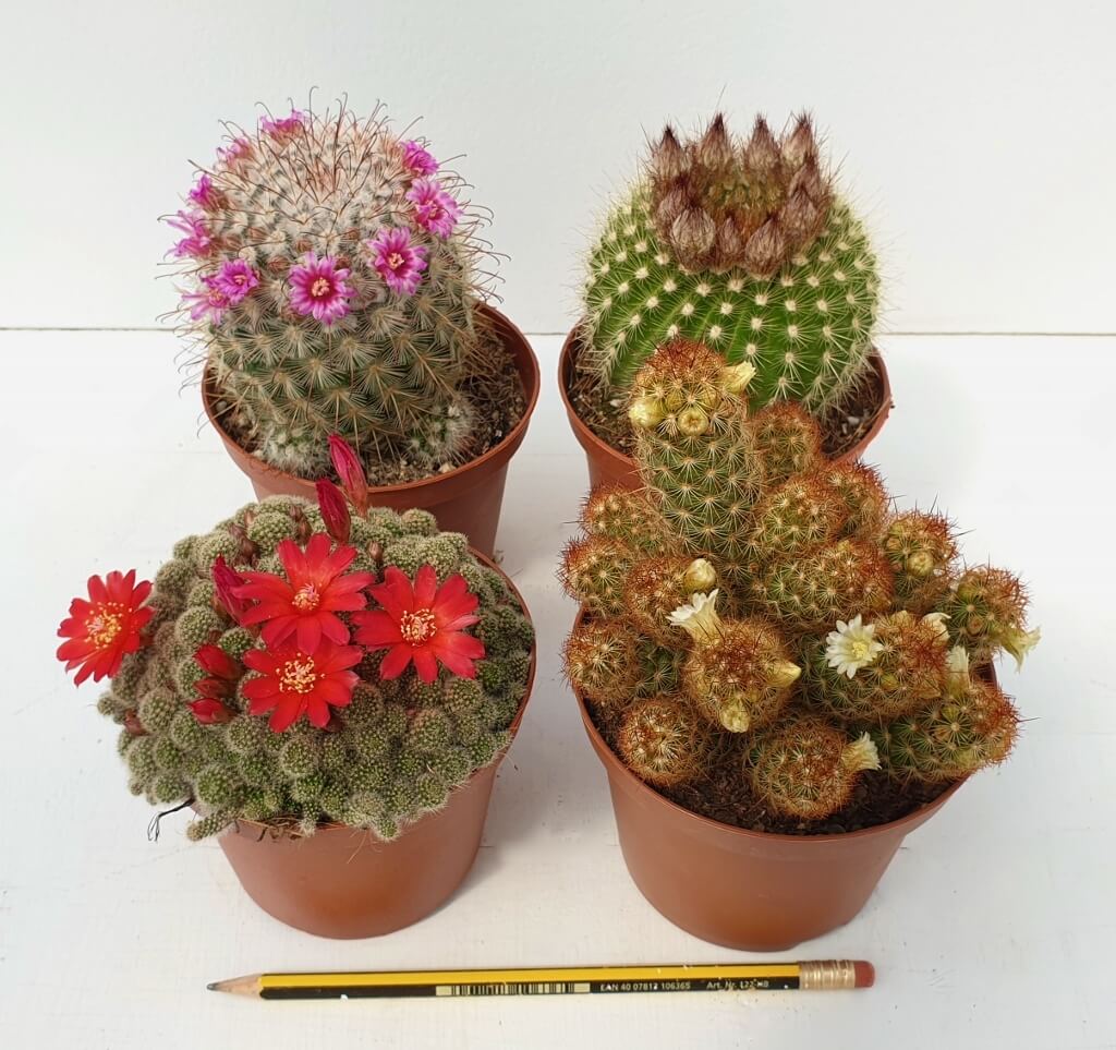 Set 4 cactus fioriti Ø 10,5 cm