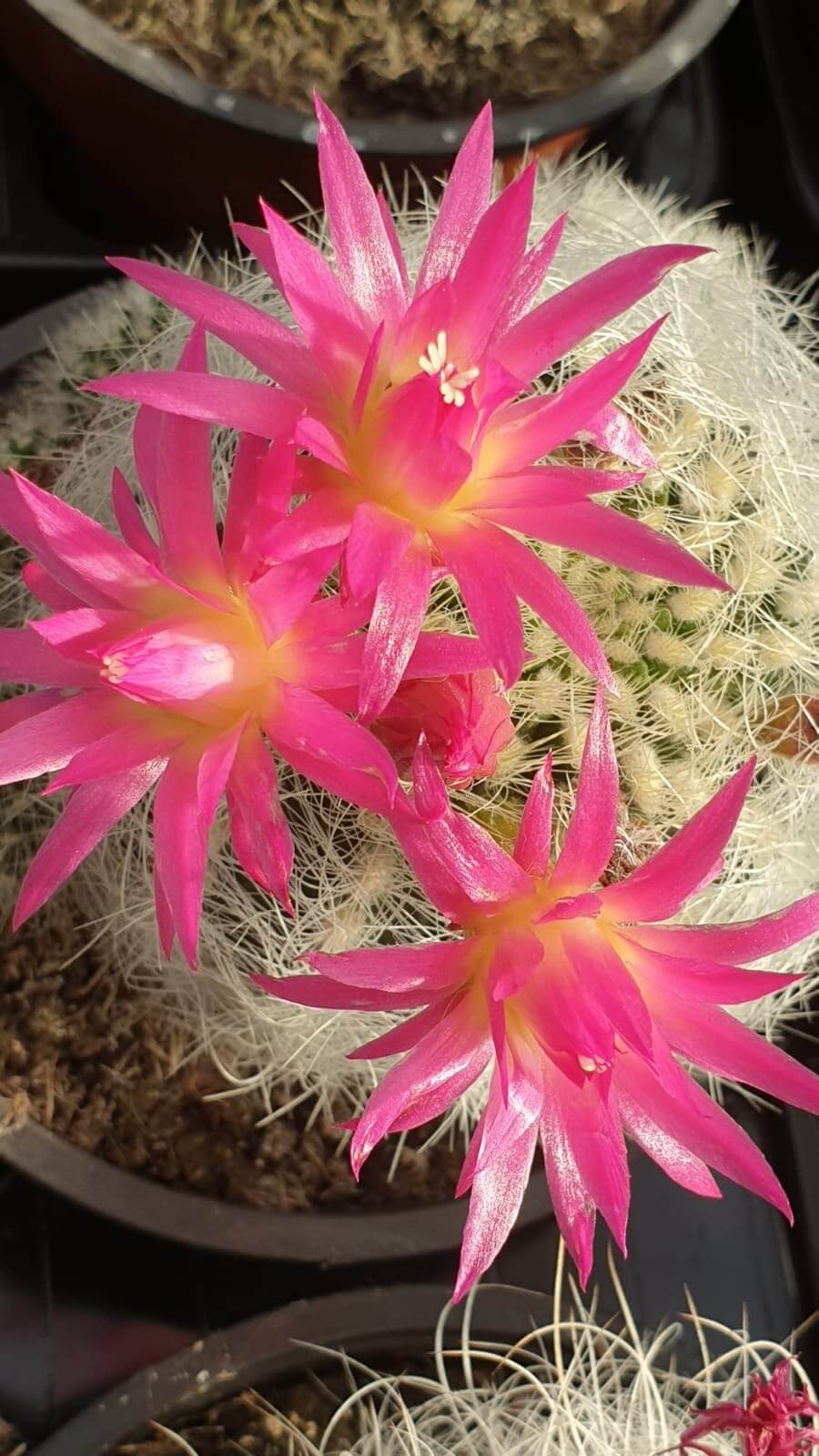Collezione cactus fioriti 8 piante