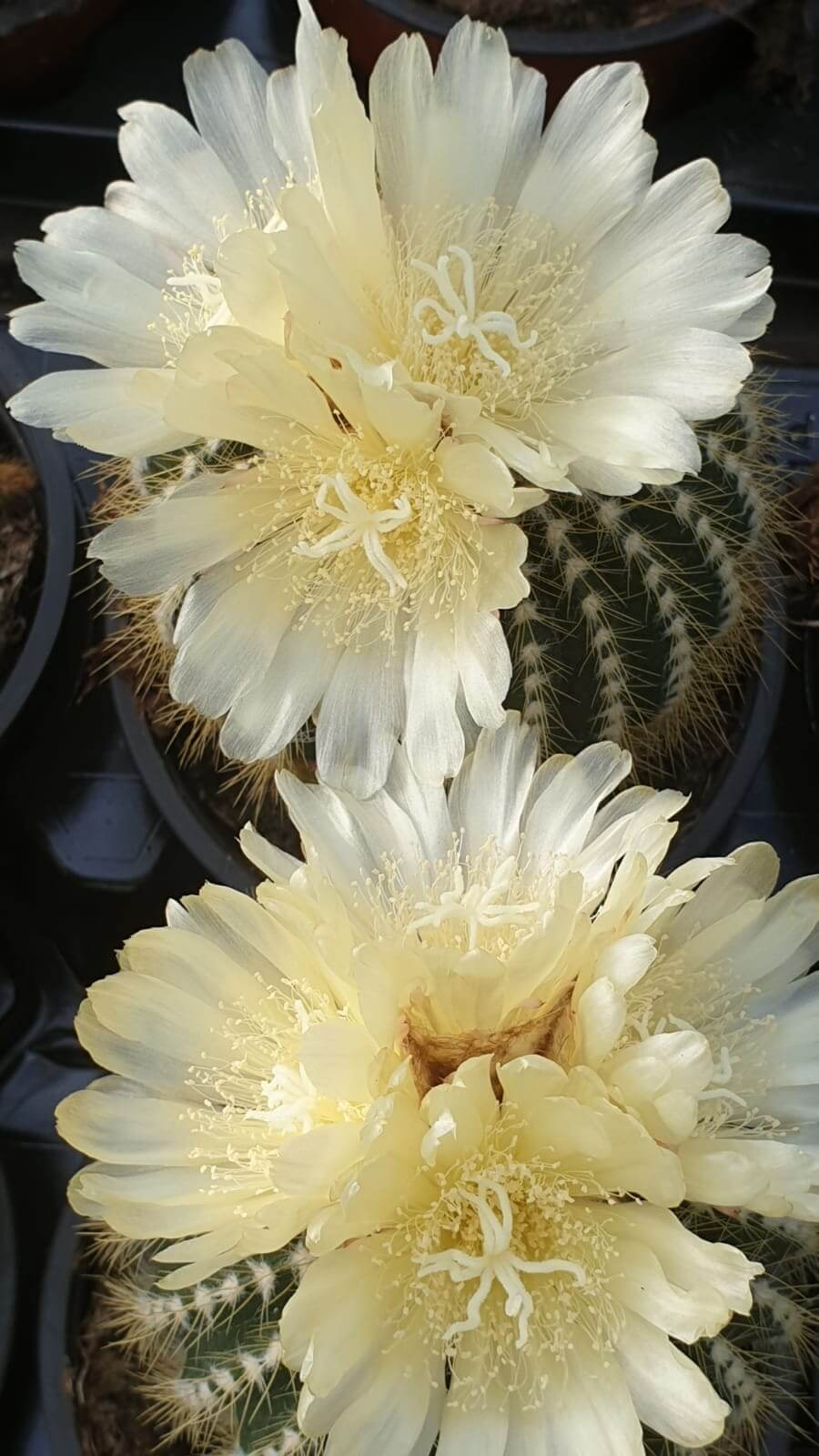 Collezione cactus fioriti 8 piante