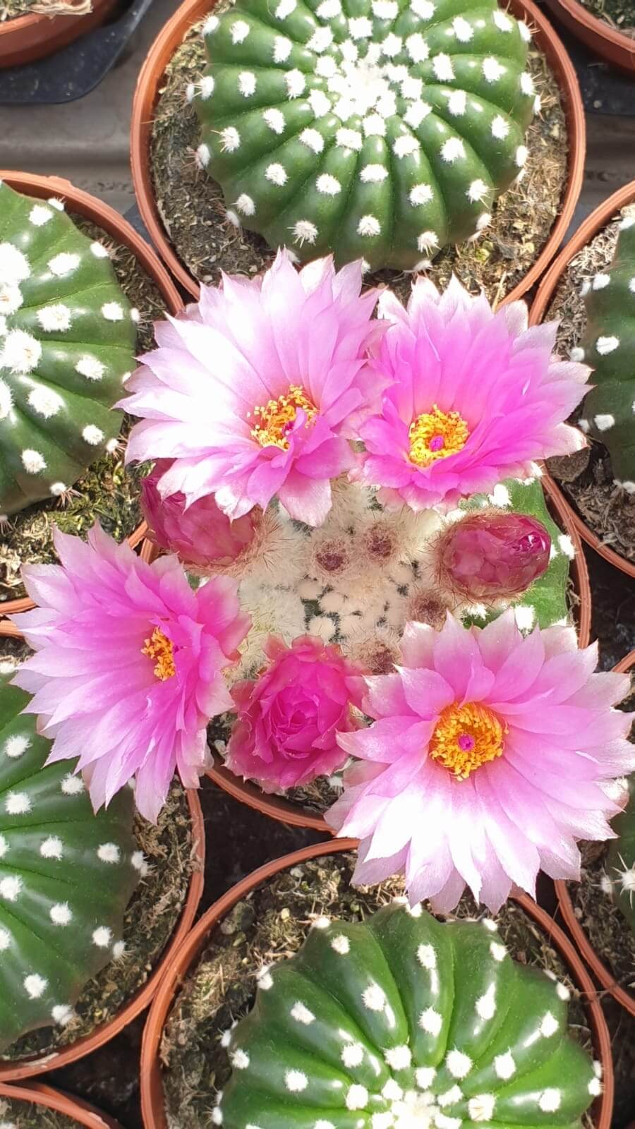 Collezione cactus fioriti 8 piante