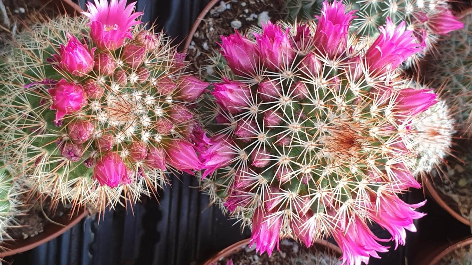 Collezione cactus fioriti 8 piante