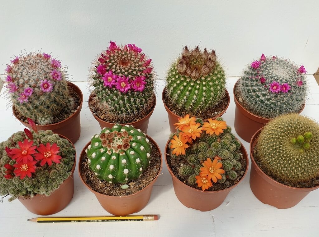 Set 8 cactus fioriti Ø 10,5 cm