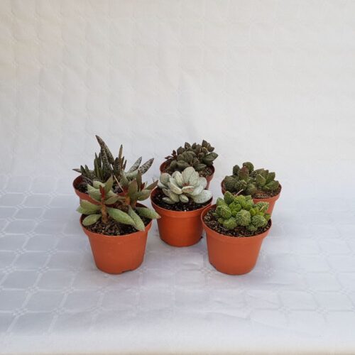 Adromischus mix 6 piante Ø 10,5 cm