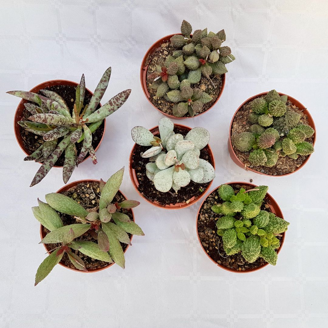 Collezione Adromischus 6 piante vaso 10,5