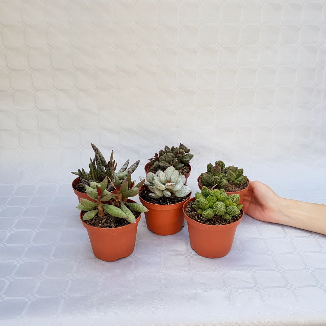 Collezione Adromischus 6 piante vaso 10,5