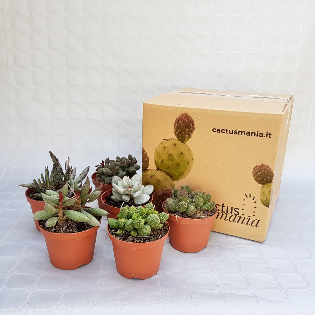 Collezione Adromischus 6 piante vaso 10,5