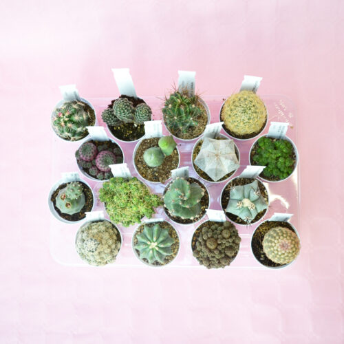 Collezione cactus 16 piante vaso 7,5