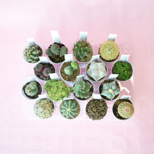 Set di 16 cactus in vaso Ø 7,5