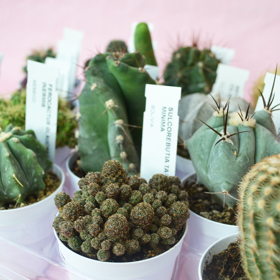 Collezione cactus 16 piante vaso 7,5