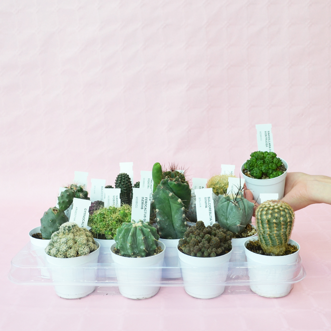 Collezione cactus 16 piante vaso 7,5