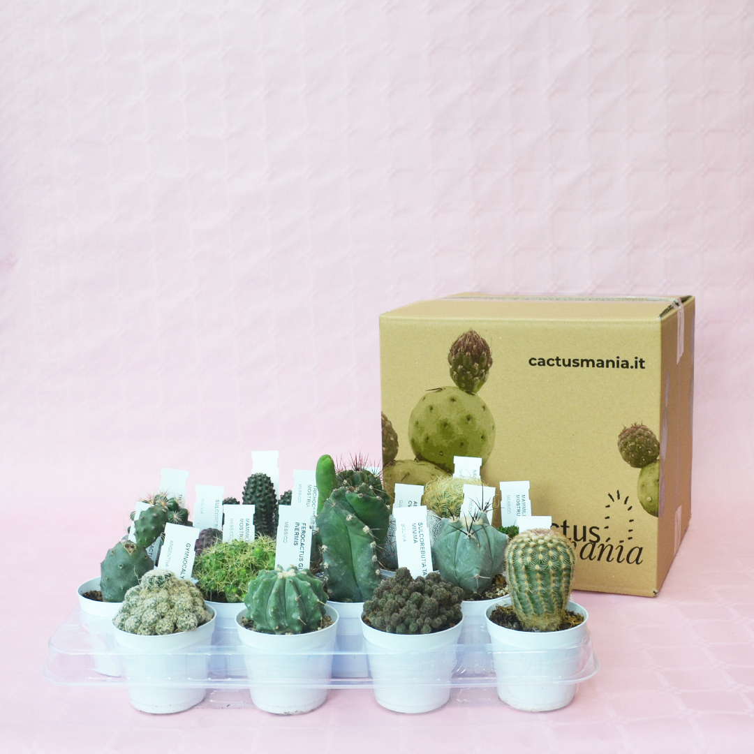 Collezione cactus 16 piante vaso 7,5