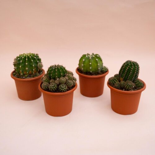 Set di 4 piante di Echinopsis eyriesii hybrid Ø 13 cm