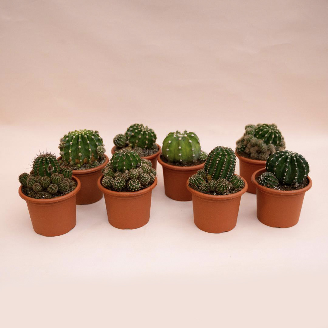 Mix Echinopsis eyriesii hybrid 8 piante Ø 13 cm