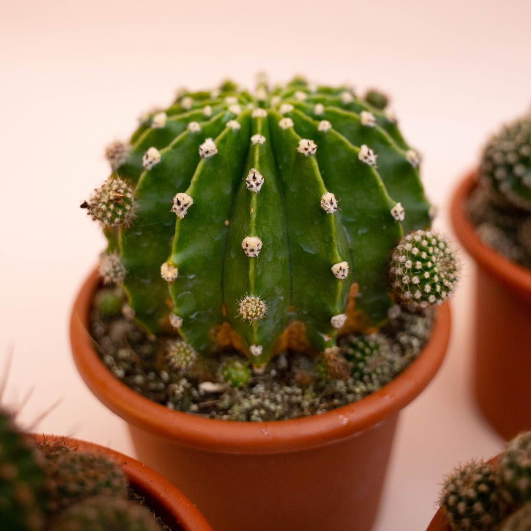 Collezione Echinopsis eyriesii hybrid 8 piante Ø 13 cm