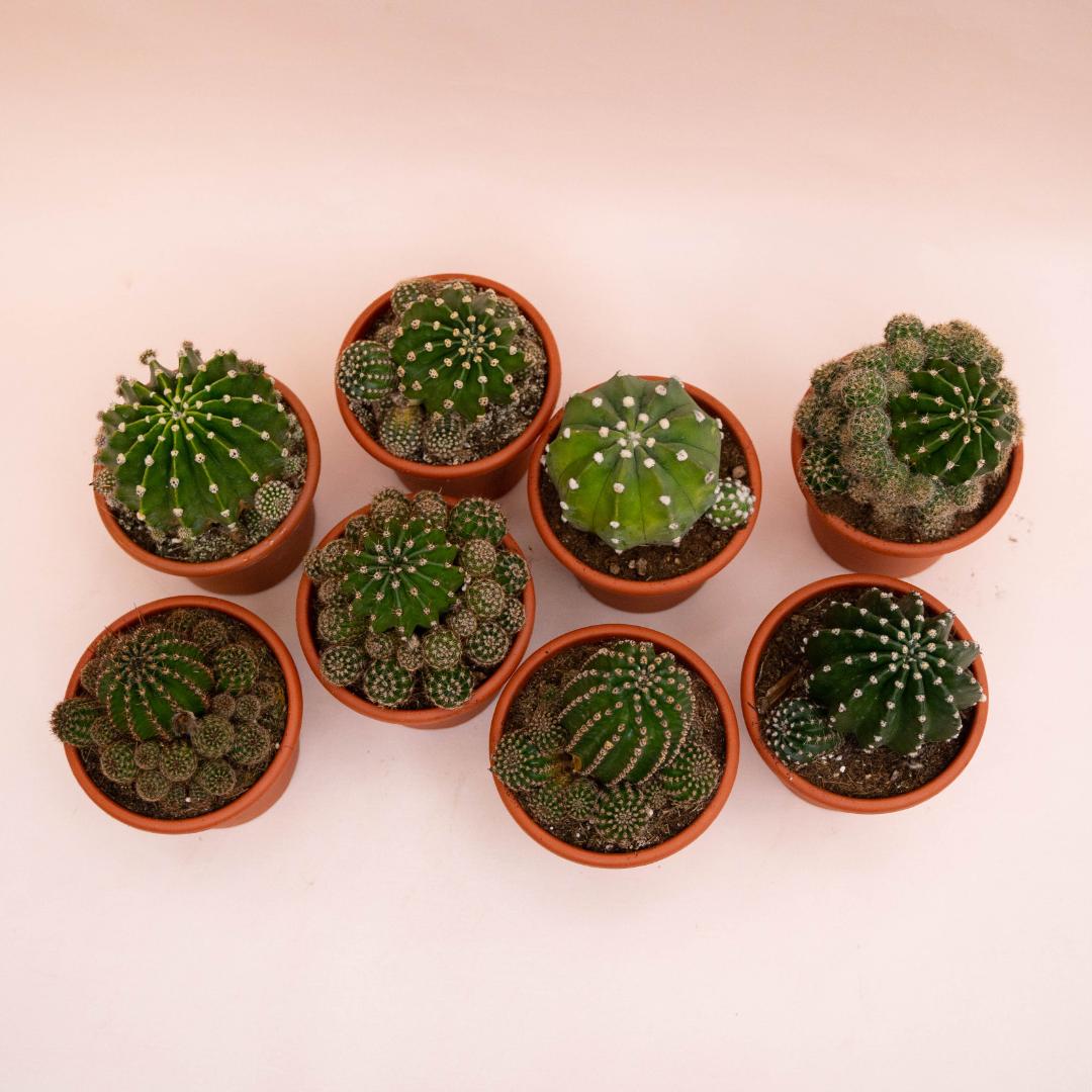 Collezione Echinopsis eyriesii hybrid 8 piante Ø 13 cm