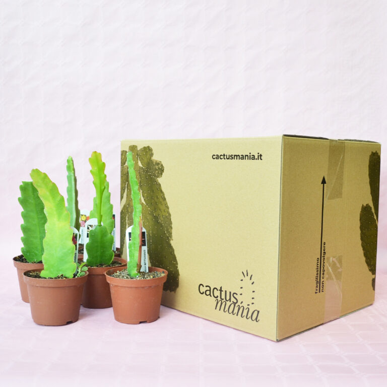 Collezione 6 Epiphyllum hybrid vaso 10,5