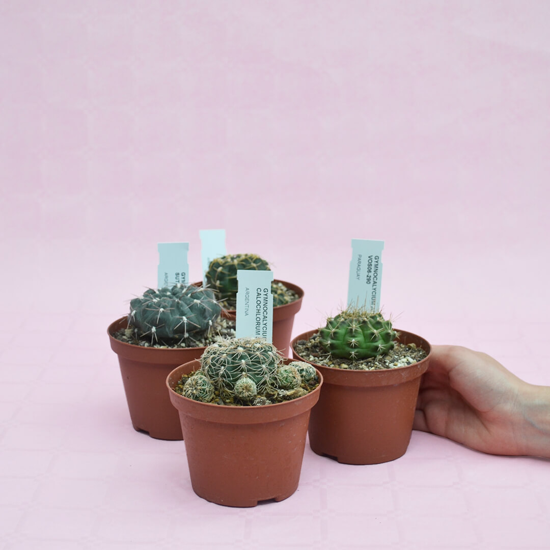 Collezione Gymnocalycium vaso Ø 10,5