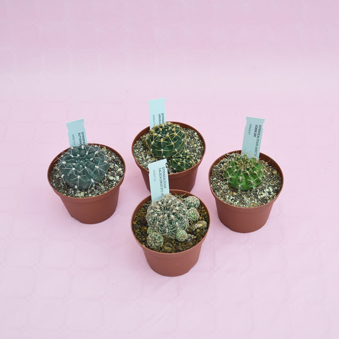 Mix Gymnocalycium 4 piante Ø 10,5 cm