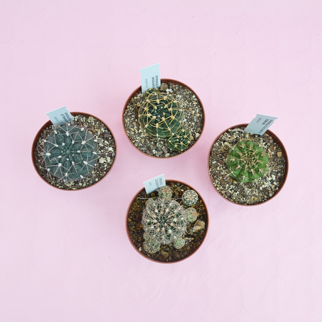 Collezione Gymnocalycium vaso Ø 10,5