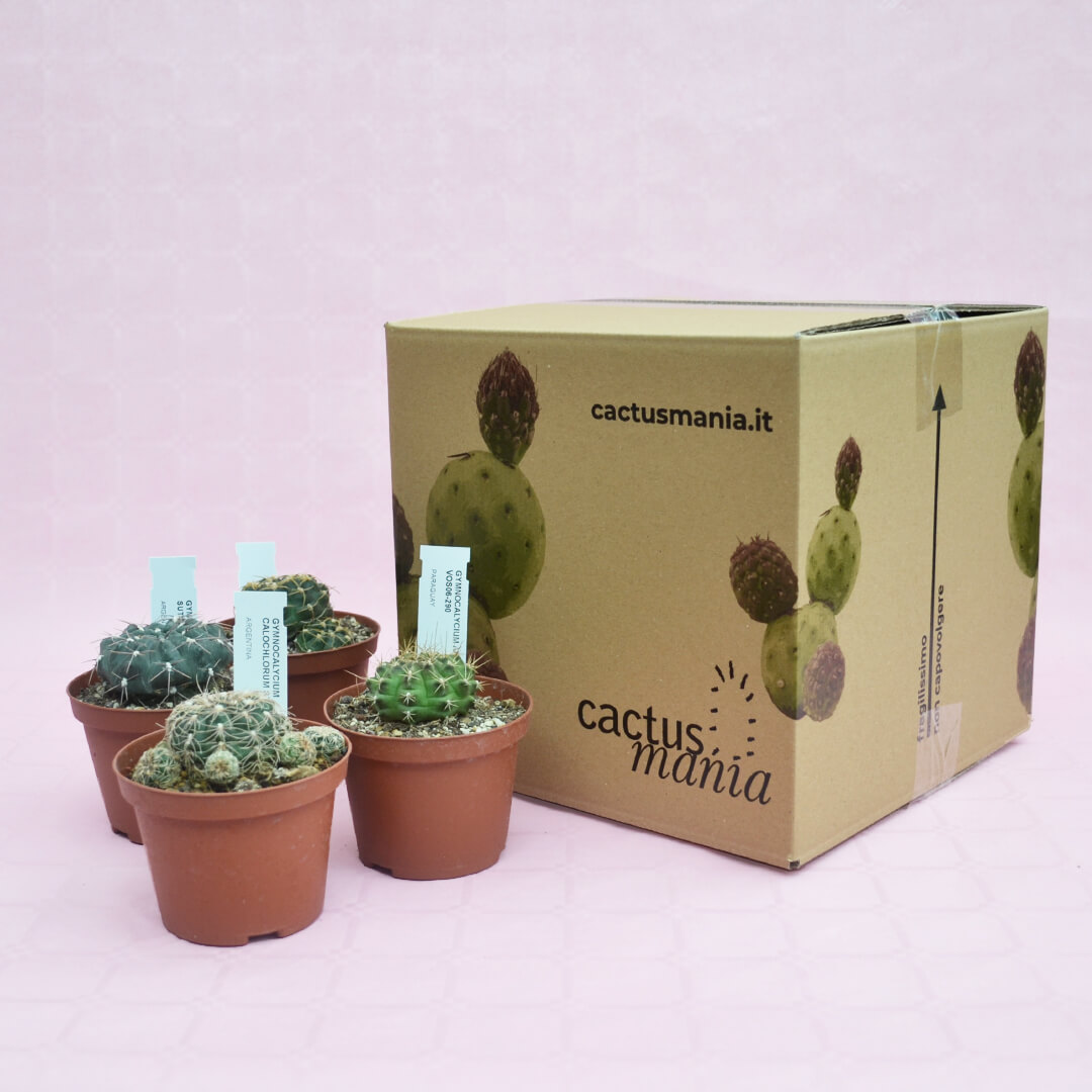 Collezione Gymnocalycium vaso Ø 10,5