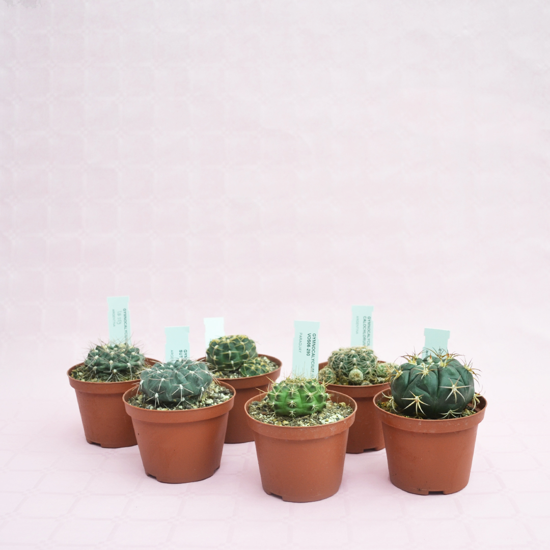 Mix Gymnocalycium 6 piante Ø 10,5 cm
