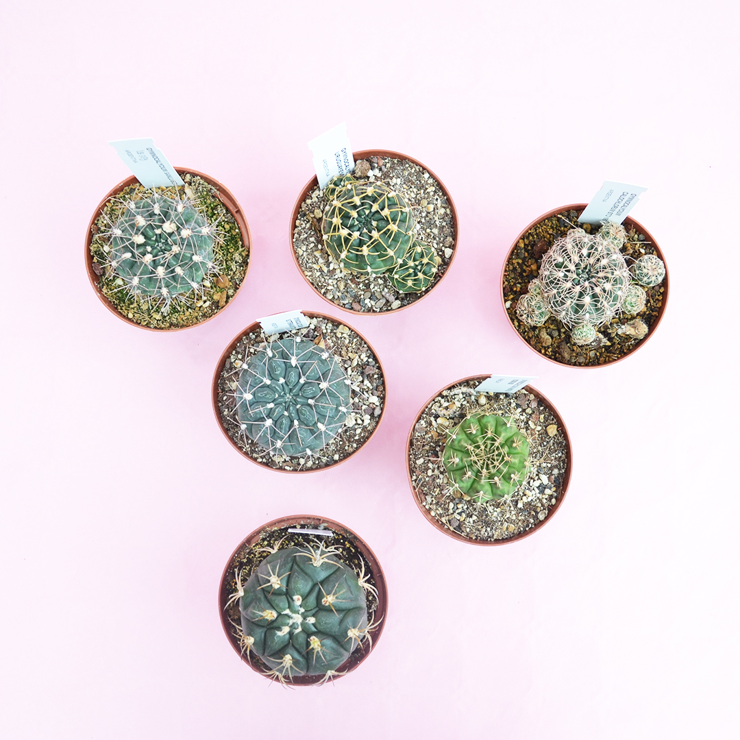 Collezione Gymnocalycium 6 piante vaso 10,5