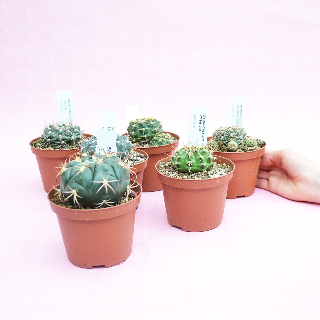 Collezione Gymnocalycium 6 piante vaso 10,5
