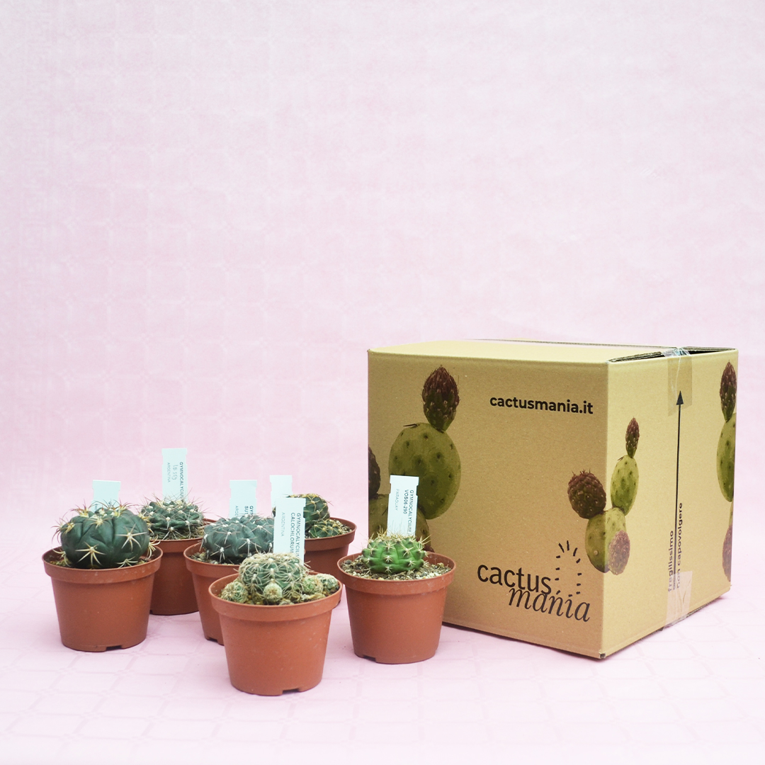 Collezione Gymnocalycium 6 piante vaso 10,5