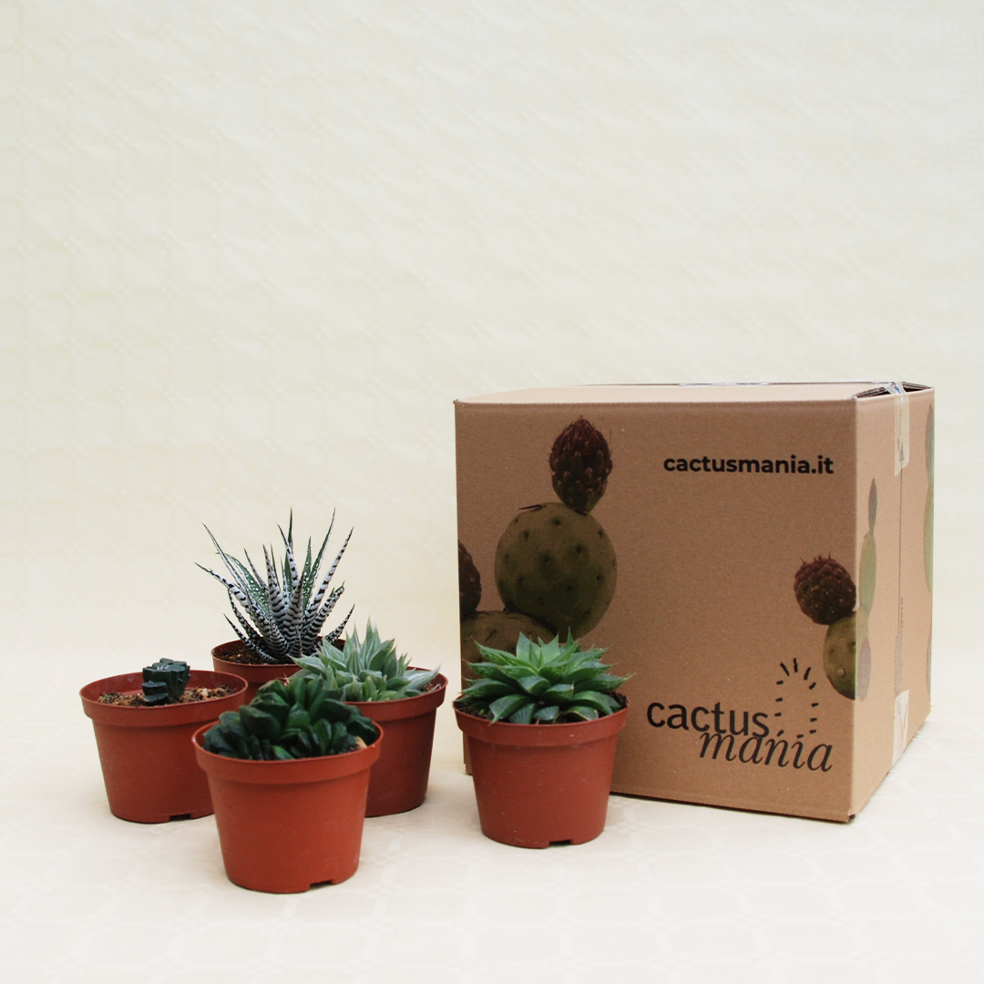 Collezione Haworthia 5 piante vaso Ø 10,5
