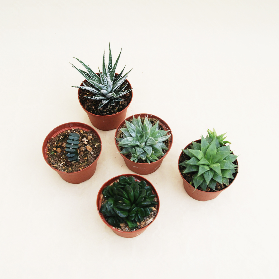 Set di 5 piante di Haworthia Ø 10,5 cm
