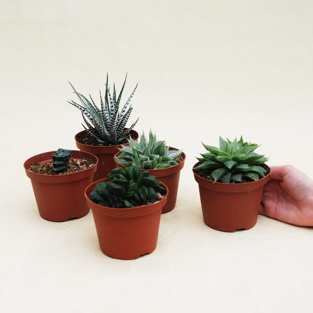 Collezione Haworthia 5 piante vaso Ø 10,5