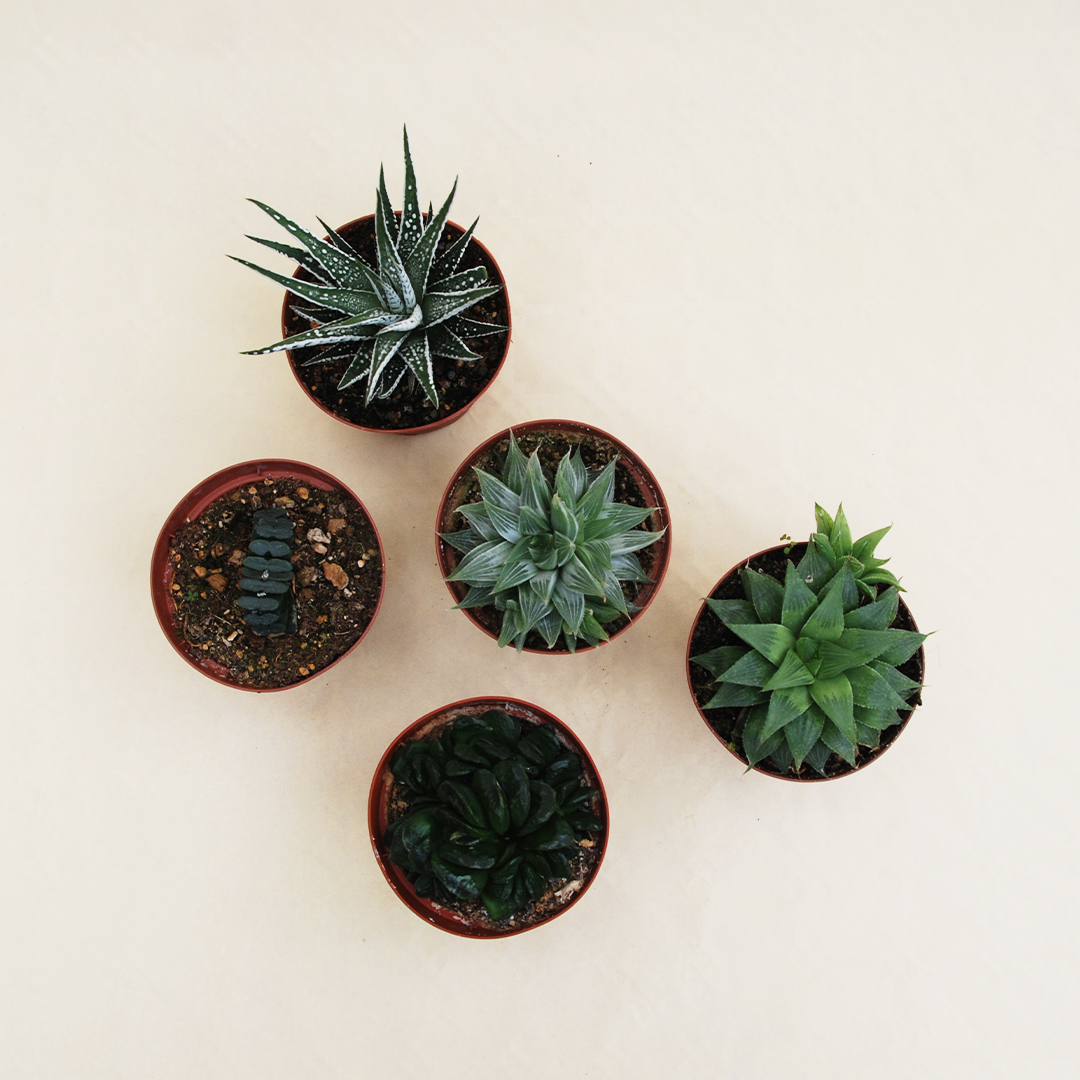 Collezione Haworthia 5 piante vaso Ø 10,5
