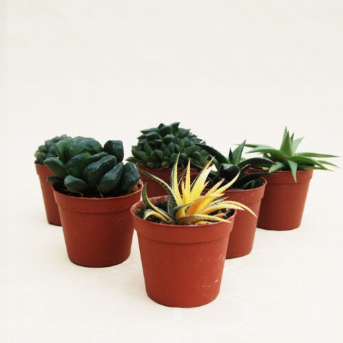 Set di 6 piante di Haworthia Ø 7,5 cm