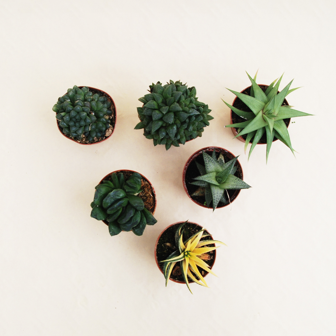 Collezione haworthia 6 piante vaso 7,5