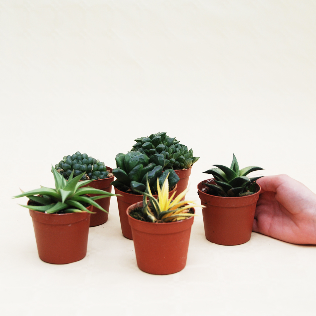 Collezione haworthia 6 piante vaso 7,5