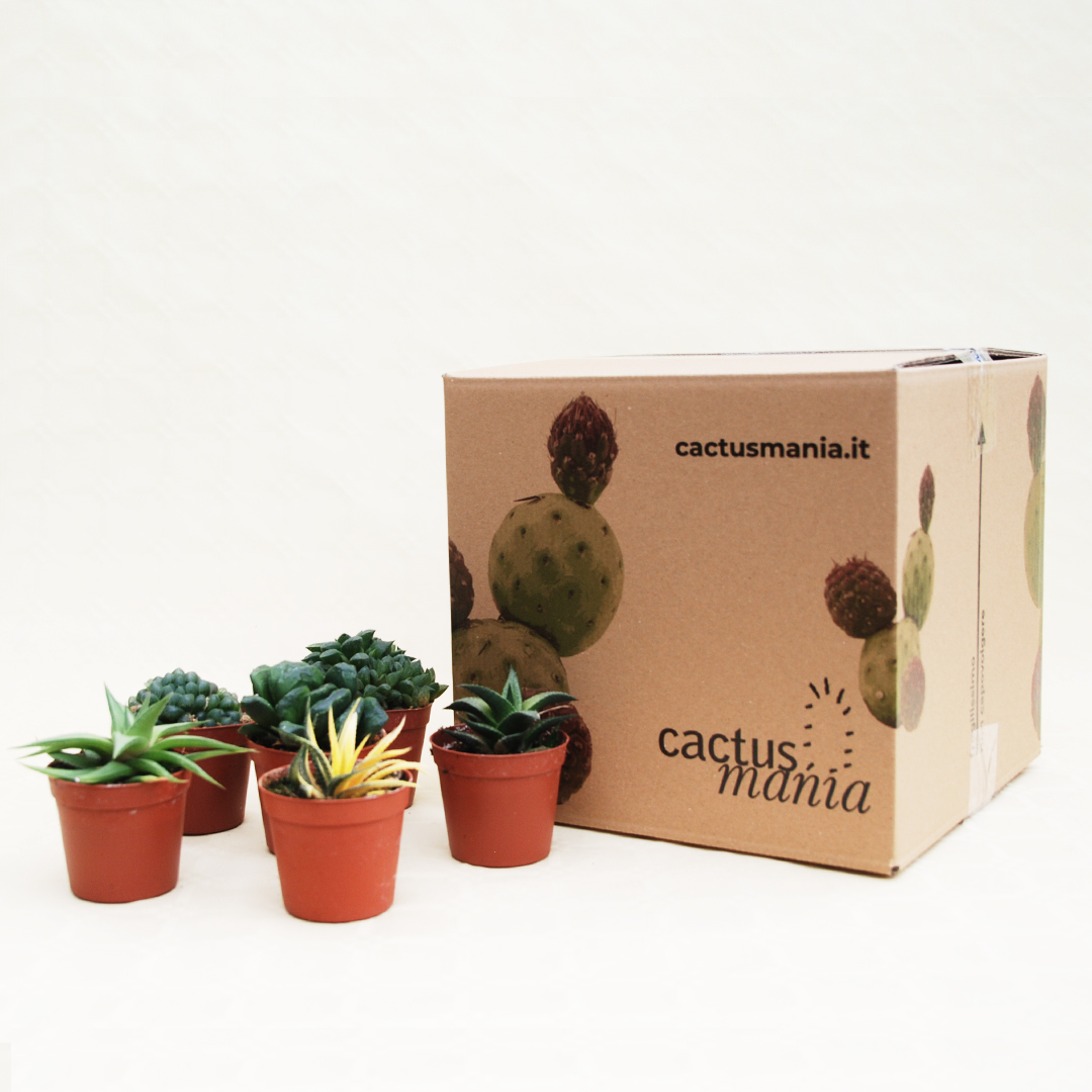 Collezione haworthia 6 piante vaso 7,5