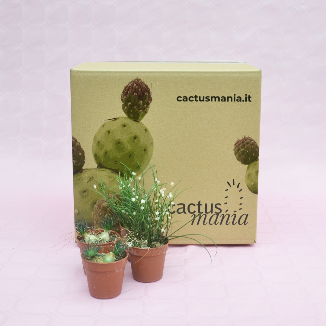 Collezione Ornithogalum sardienii e Drimia uniflora 4 piante vaso 5,5