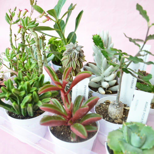 Set di 16 piante succulente Ø 7,5 cm